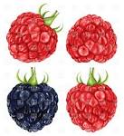 raspberries and blackberry food and beverages download royalty