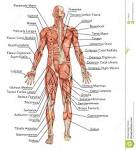 anatomy of male muscular system stock photos image