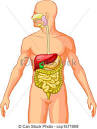 eps vectors of digestive system vector illustration of digestive