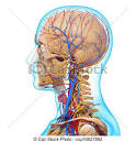 stock illustration of man head circulatory system in whit d art