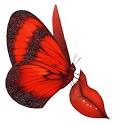 beso de mariposa imagenes para facebook de mariposas