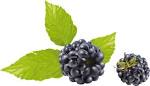berries blackberries vector picture eps format and