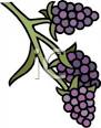 blackberries on the vine royalty free clipart picture