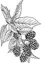 blackberry clip art download free other vectors