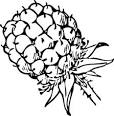 blackberry clip art vector clip art online royalty free