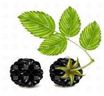 blackberry fruit clipart viewing gallery