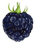 blackberry fruit png clipart