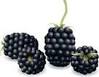 blackberry stock illustration images blackberry illustrations