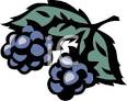 clip art image blackberries on the vine
