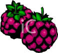 clipart picture two blackberries