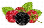 raspberries and blackberry dewberry with green leaves food and