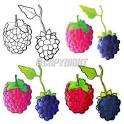 raspberry amp blackberry vector illustration stockpodium image