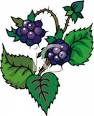 ripe blackberries on a vine royalty free clipart picture