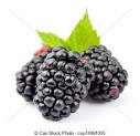 stock photography of blackberry fruit close up on white