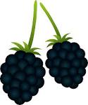 two blackberries free clip art