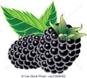vector clipart of blackberries isolated on the white background
