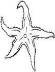 plantillas para colorear de animales gt estrellas de mar dibujos