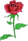 brillante rosa roja imagenes para facebook de rosas